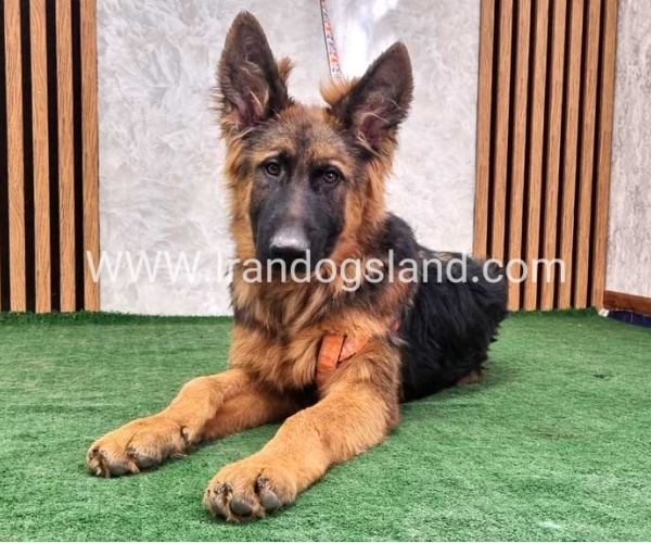 twlh-zhrmn-shprd-german-shepherd-154_14