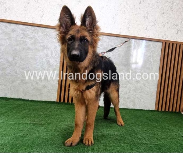 twlh-zhrmn-shprd-german-shepherd-154_1_314711359
