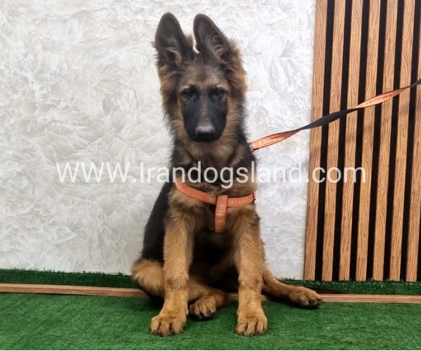 twlh-zhrmn-shprd-german-shepherd-154_2