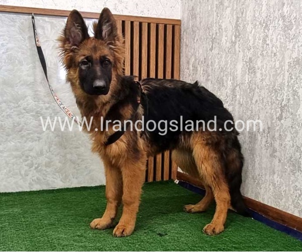 twlh-zhrmn-shprd-german-shepherd-154_2_1918942821