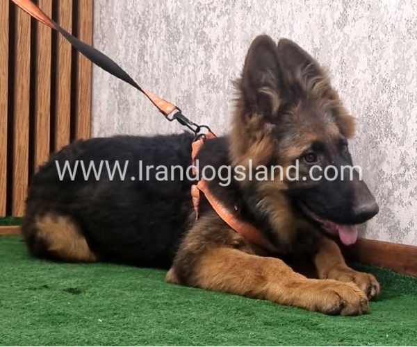 twlh-zhrmn-shprd-german-shepherd-154_3