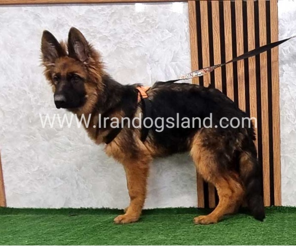 twlh-zhrmn-shprd-german-shepherd-154_3_1968559847