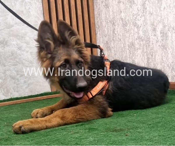 twlh-zhrmn-shprd-german-shepherd-154_4