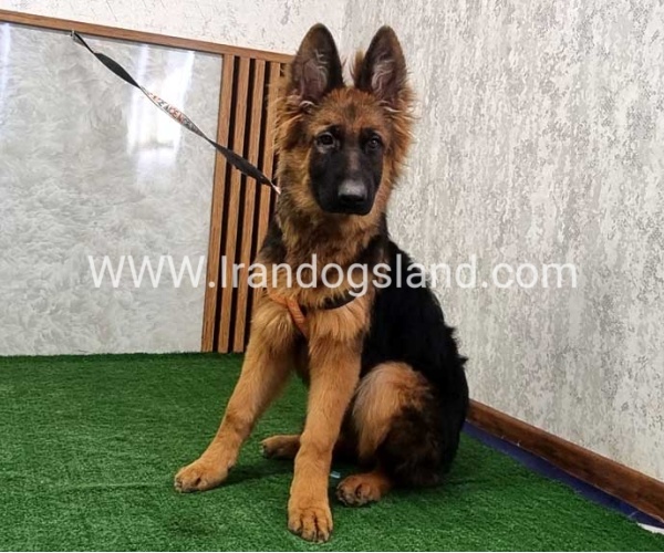 twlh-zhrmn-shprd-german-shepherd-154_4_1275802936