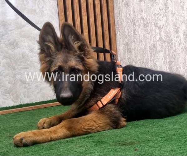 twlh-zhrmn-shprd-german-shepherd-154_5