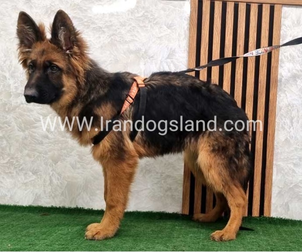 twlh-zhrmn-shprd-german-shepherd-154_5_1499001762