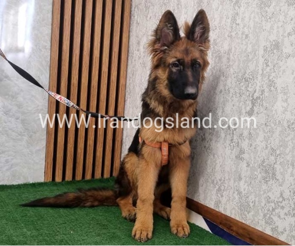twlh-zhrmn-shprd-german-shepherd-154_6