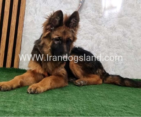twlh-zhrmn-shprd-german-shepherd-154_7