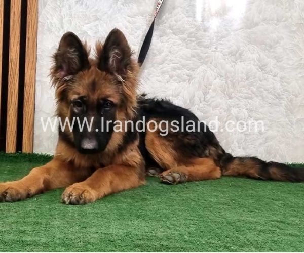 twlh-zhrmn-shprd-german-shepherd-154_8