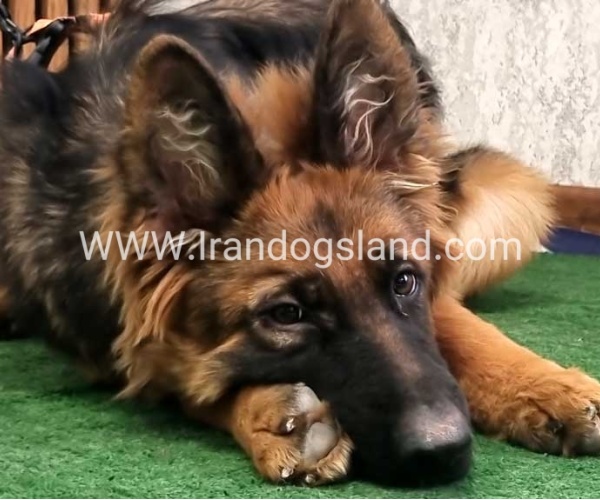 twlh-zhrmn-shprd-german-shepherd-154_9