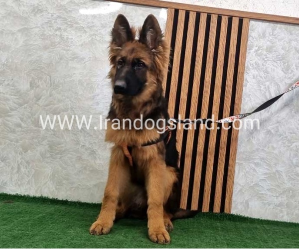 twlh-zhrmn-shprd-german-shepherd-155_1