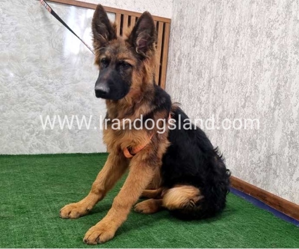 twlh-zhrmn-shprd-german-shepherd-155_10