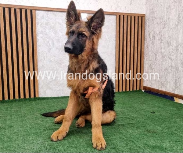 twlh-zhrmn-shprd-german-shepherd-155_11