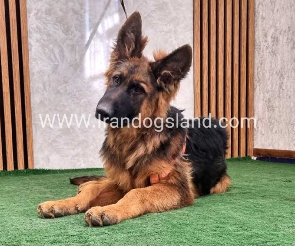 twlh-zhrmn-shprd-german-shepherd-155_12