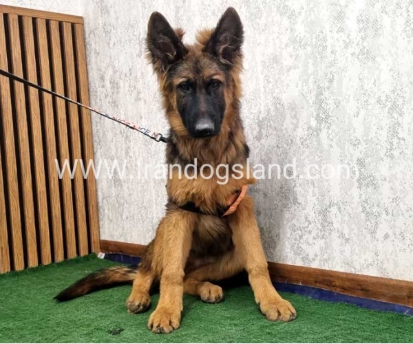 twlh-zhrmn-shprd-german-shepherd-155_13