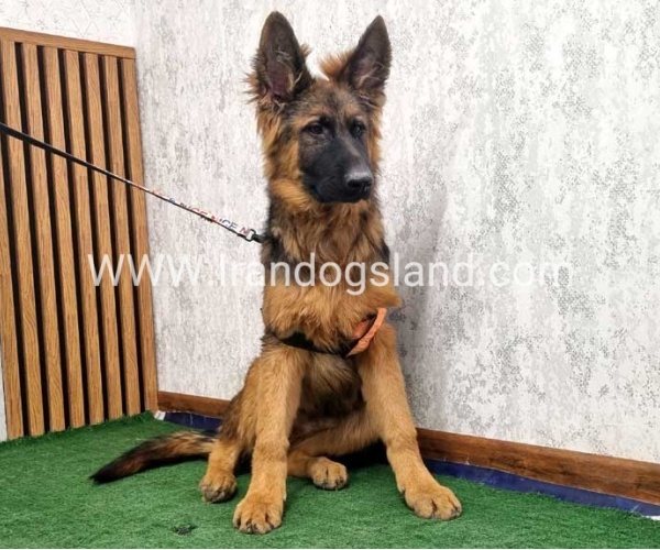 twlh-zhrmn-shprd-german-shepherd-155_14