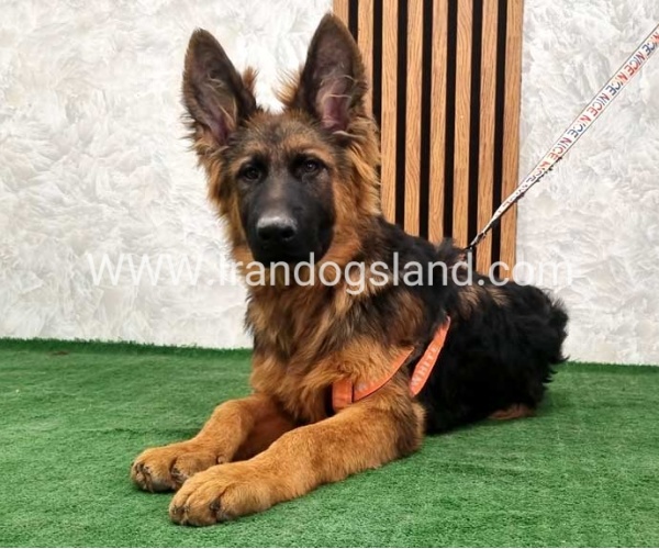 twlh-zhrmn-shprd-german-shepherd-155_15