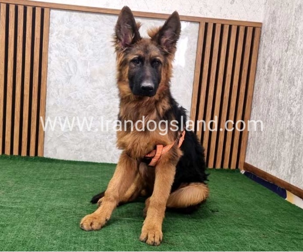 twlh-zhrmn-shprd-german-shepherd-155_16
