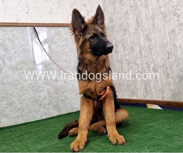 twlh-zhrmn-shprd-german-shepherd-155_17
