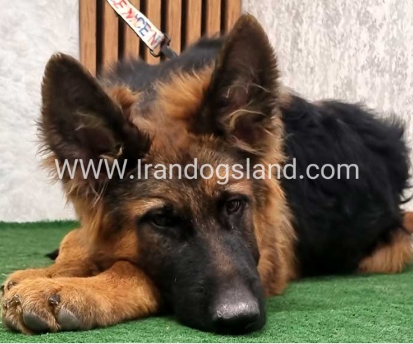 twlh-zhrmn-shprd-german-shepherd-155_18