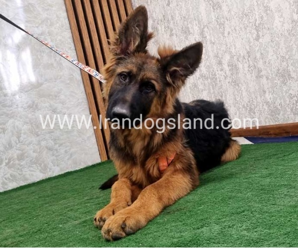 twlh-zhrmn-shprd-german-shepherd-155_19