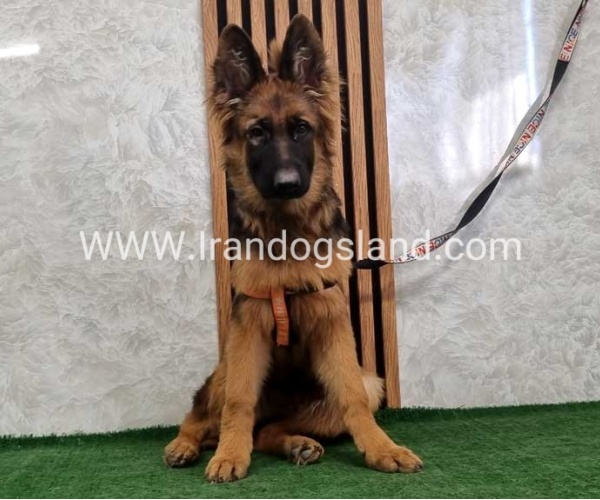 twlh-zhrmn-shprd-german-shepherd-155_2