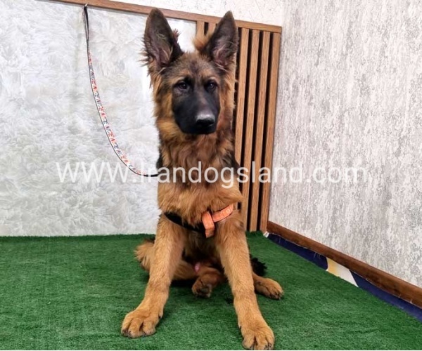twlh-zhrmn-shprd-german-shepherd-155_3