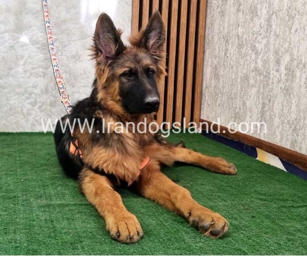twlh-zhrmn-shprd-german-shepherd-155_4