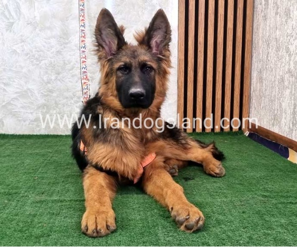 twlh-zhrmn-shprd-german-shepherd-155_5