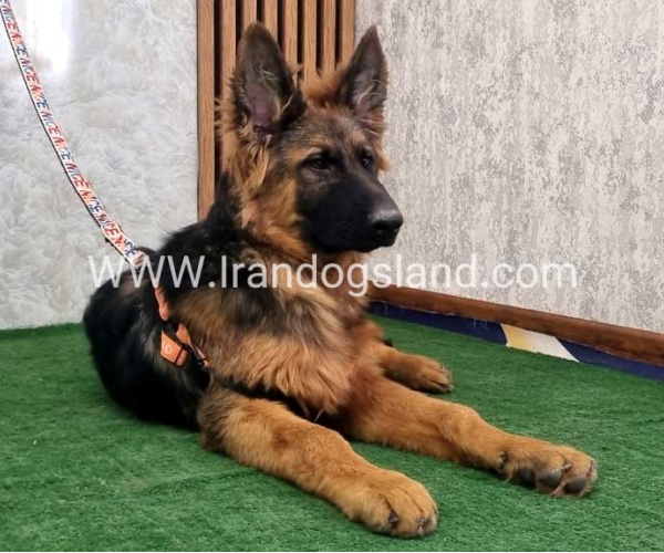 twlh-zhrmn-shprd-german-shepherd-155_6