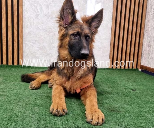 twlh-zhrmn-shprd-german-shepherd-155_7