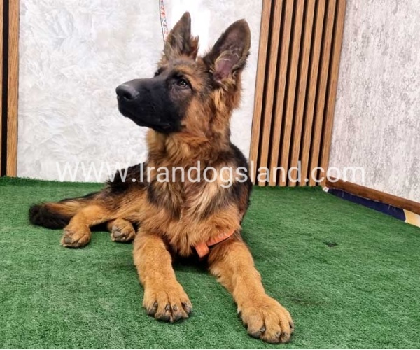 twlh-zhrmn-shprd-german-shepherd-155_8