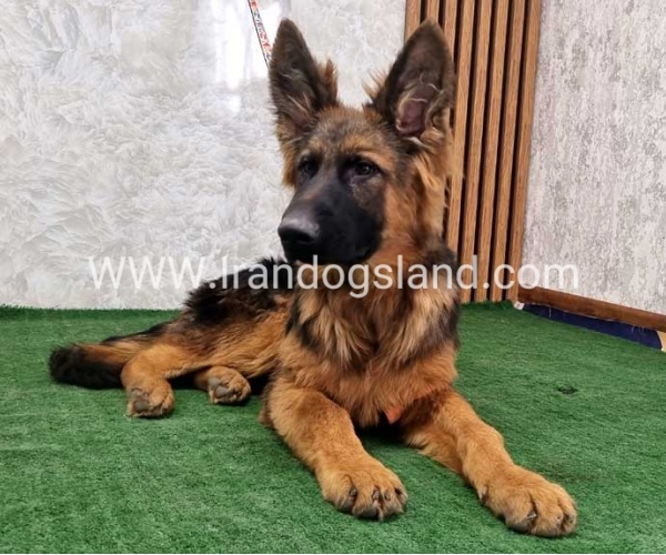 twlh-zhrmn-shprd-german-shepherd-155_9