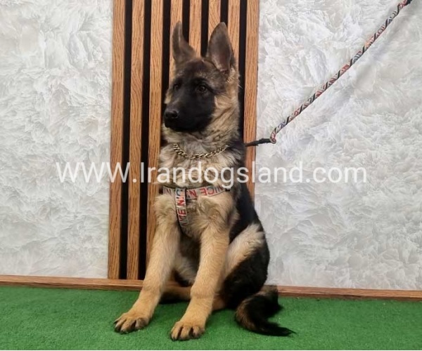 توله ژرمن درجه یک - G136