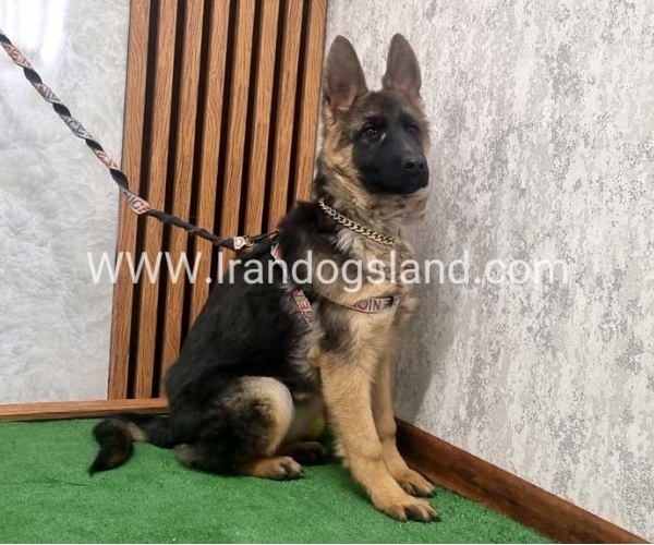 توله ژرمن درجه یک - G136