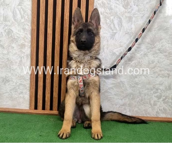 توله ژرمن درجه یک - G136