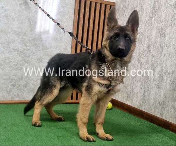 توله ژرمن درجه یک - G136