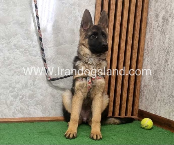 توله ژرمن درجه یک - G136