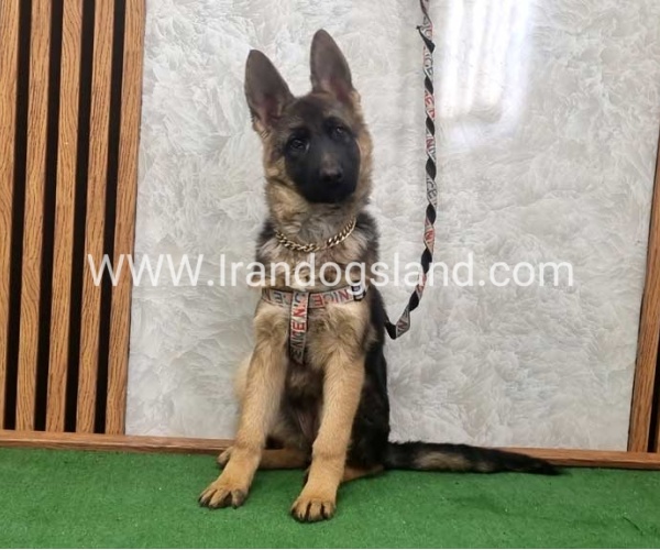 توله ژرمن درجه یک - G136