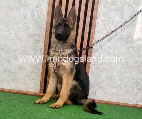 توله ژرمن درجه یک - G136