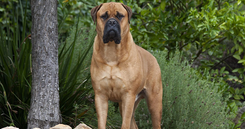 بولماستیف Bullmastiff
