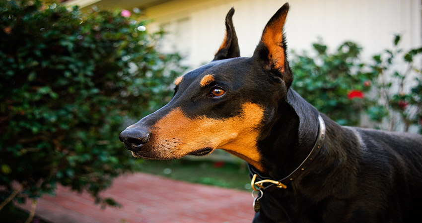 مشخصات فیزیکی و ظاهری سگ دوبرمن آلمانی
